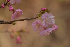 河津桜-7