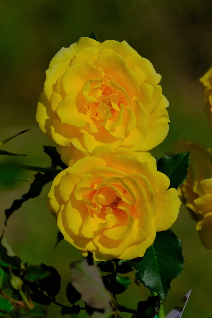 散歩の途中で。2