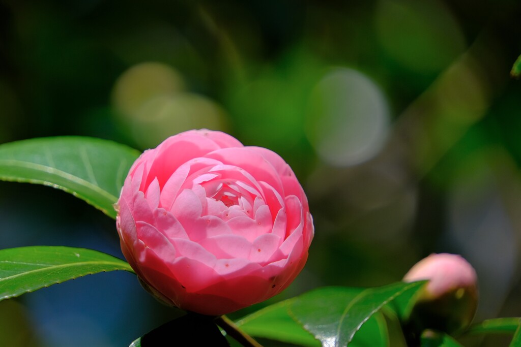 散歩の途中で。Ⅶ