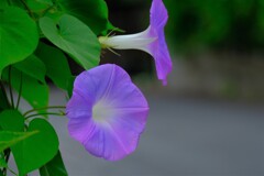 散歩の途中で。⑤