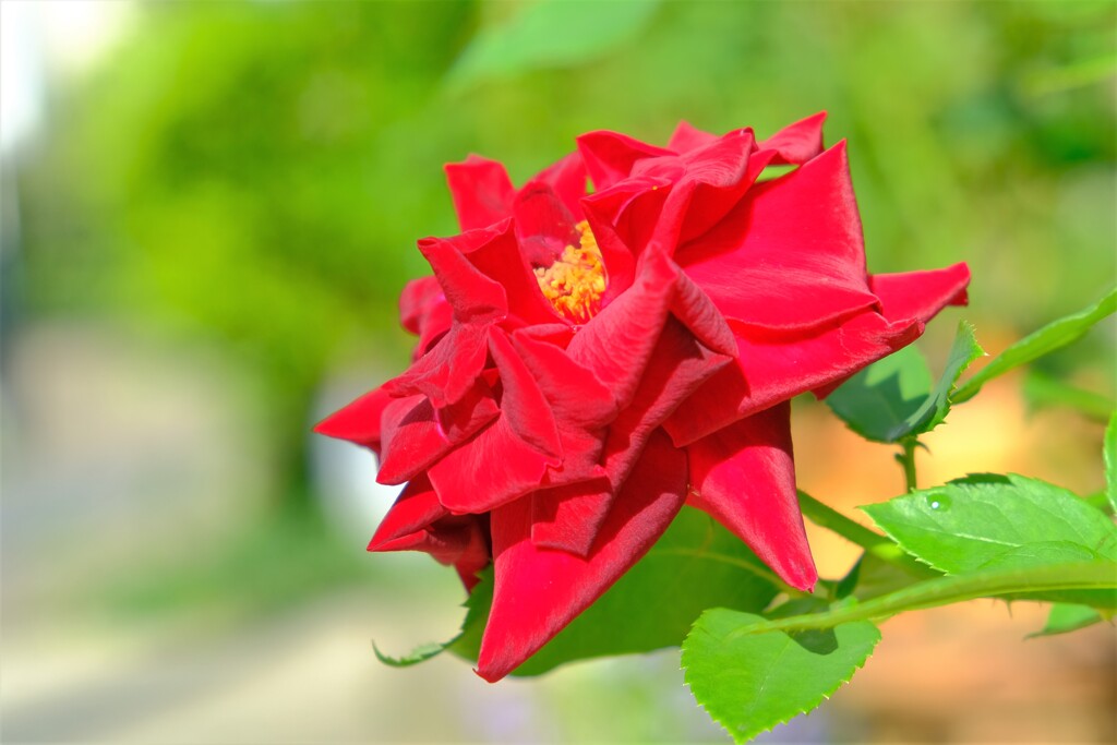 散歩の途中で。⑤