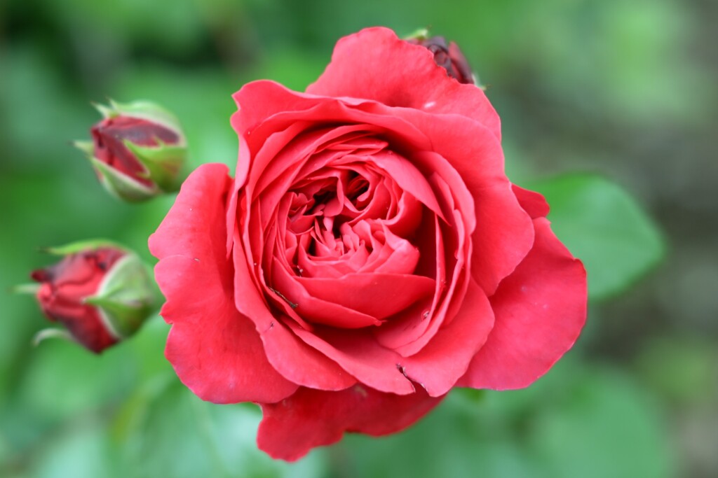薔薇-２