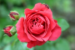 薔薇-２