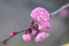 梅