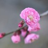 梅