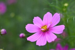 コスモス（２）