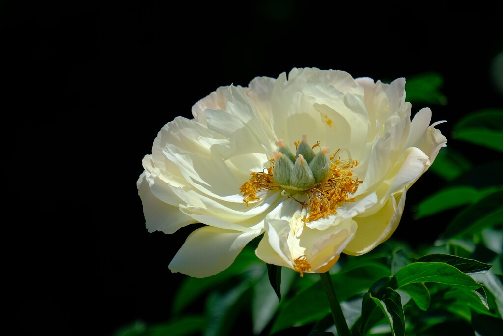 シャクヤク（３）