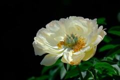 シャクヤク（３）