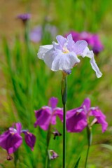 散歩の途中で。⑥