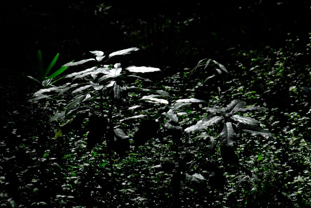 散歩の途中で。Ⅳ