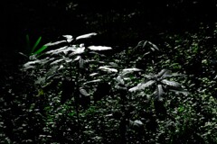 散歩の途中で。Ⅳ