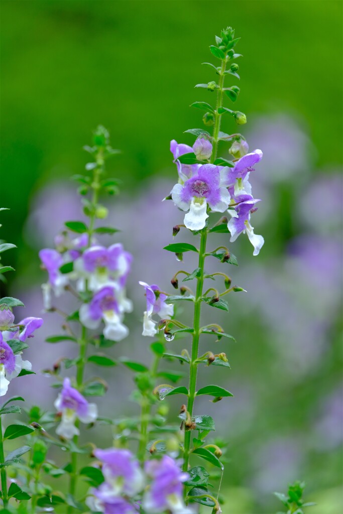 散歩の途中で。Ⅱ