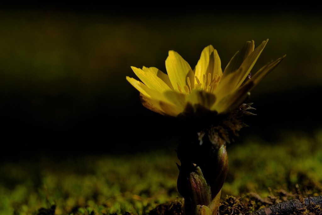 散歩の途中で。8