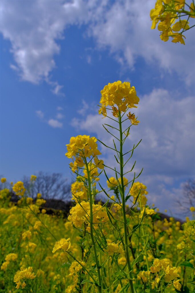 散歩の途中で。④