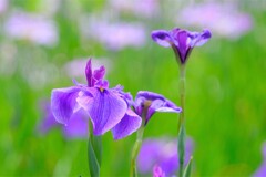 散歩の途中で。③