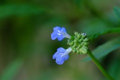 DSCF7566