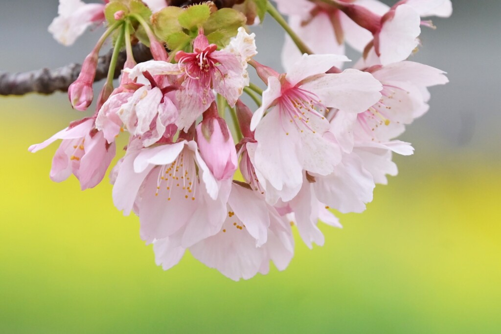 桜-2