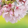 桜-2