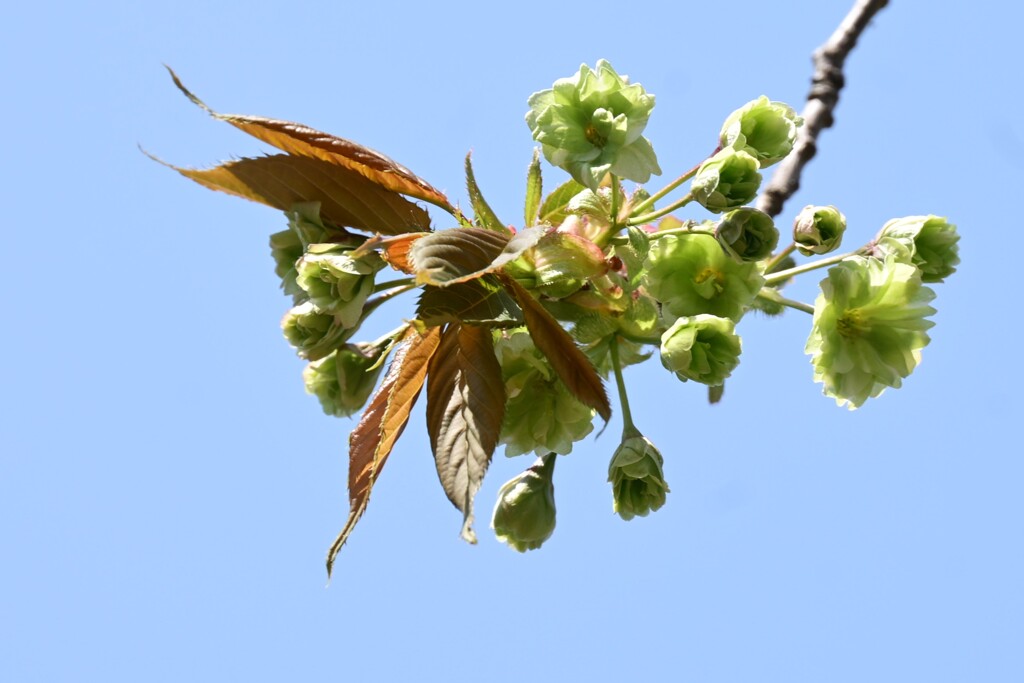 ウコン桜
