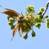 ウコン桜