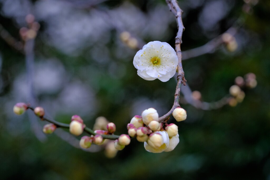 散歩の途中で。１
