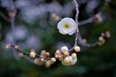 散歩の途中で。１