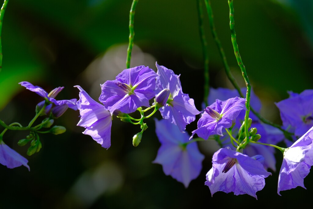 散歩の途中で。③
