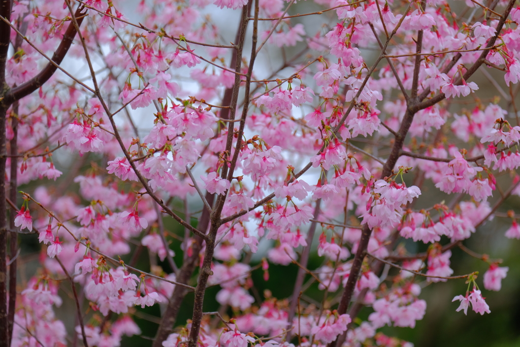 おかめ桜