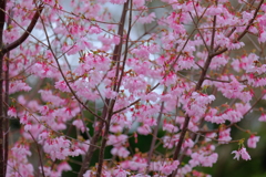 おかめ桜