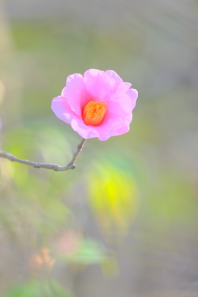椿