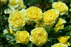 薔薇-8