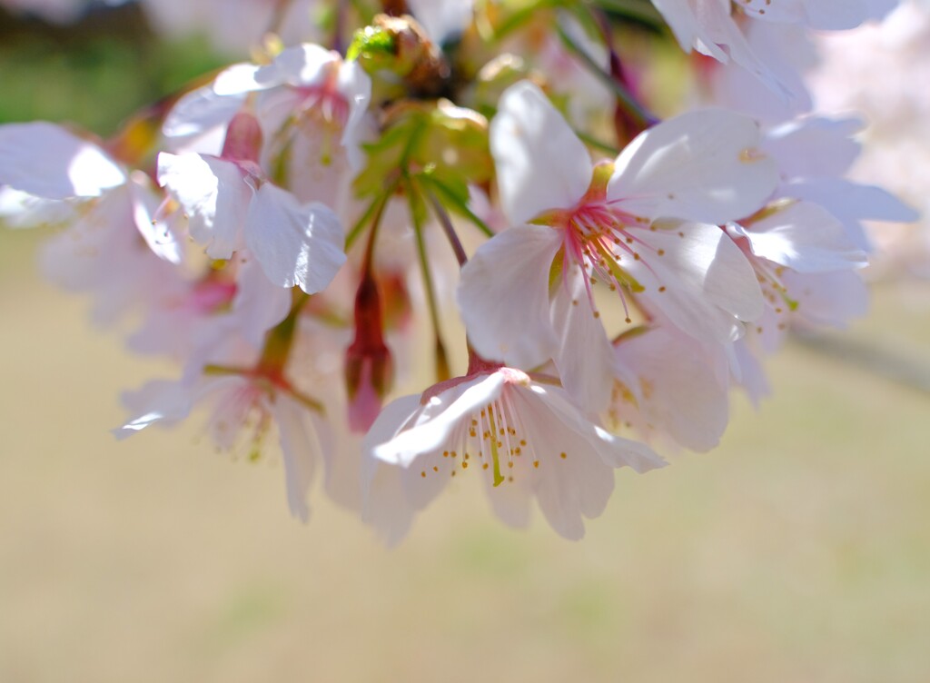 桜