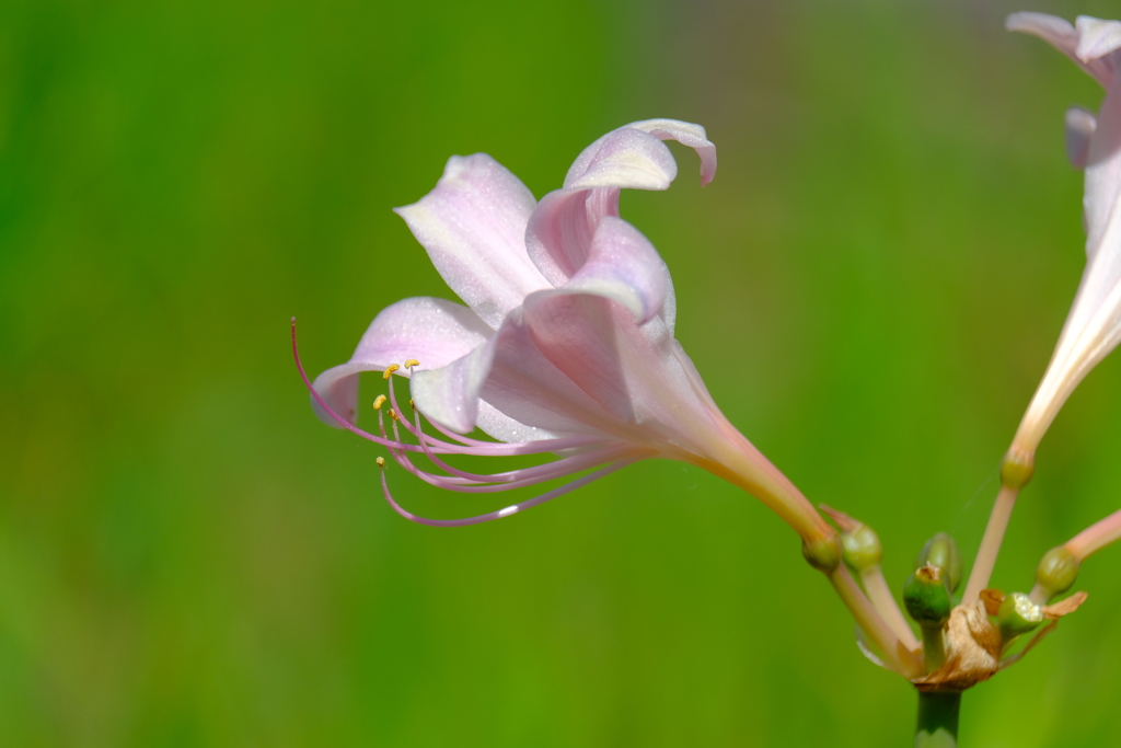 散歩の途中で。⑤