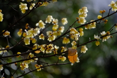 散歩の途中で。④