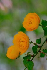 散歩の途中で。⑩