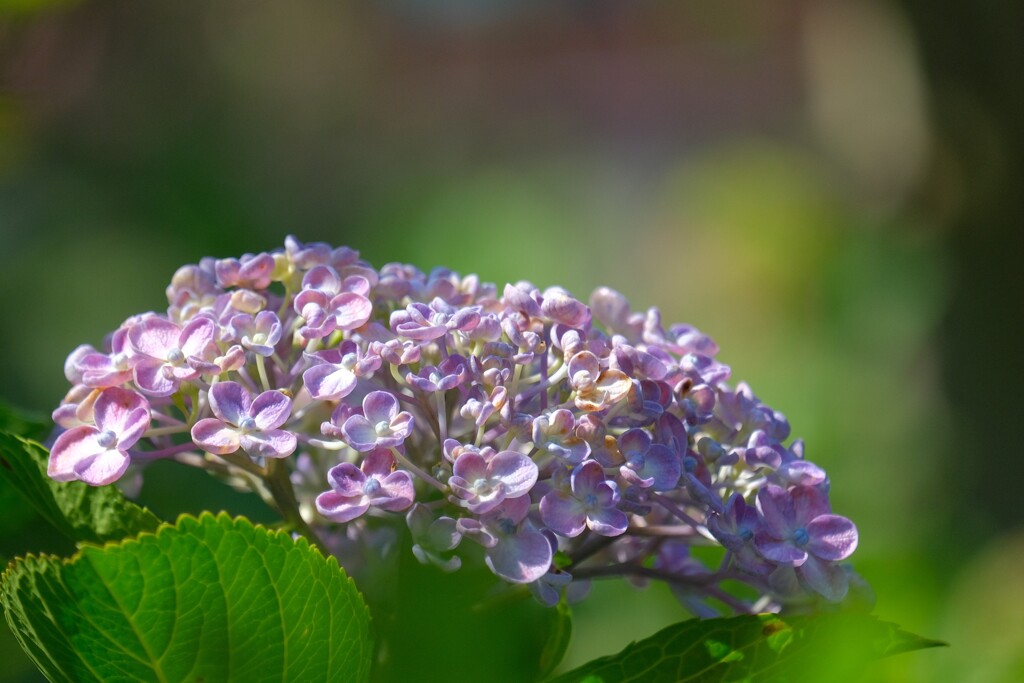 散歩の途中で。
