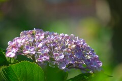 散歩の途中で。