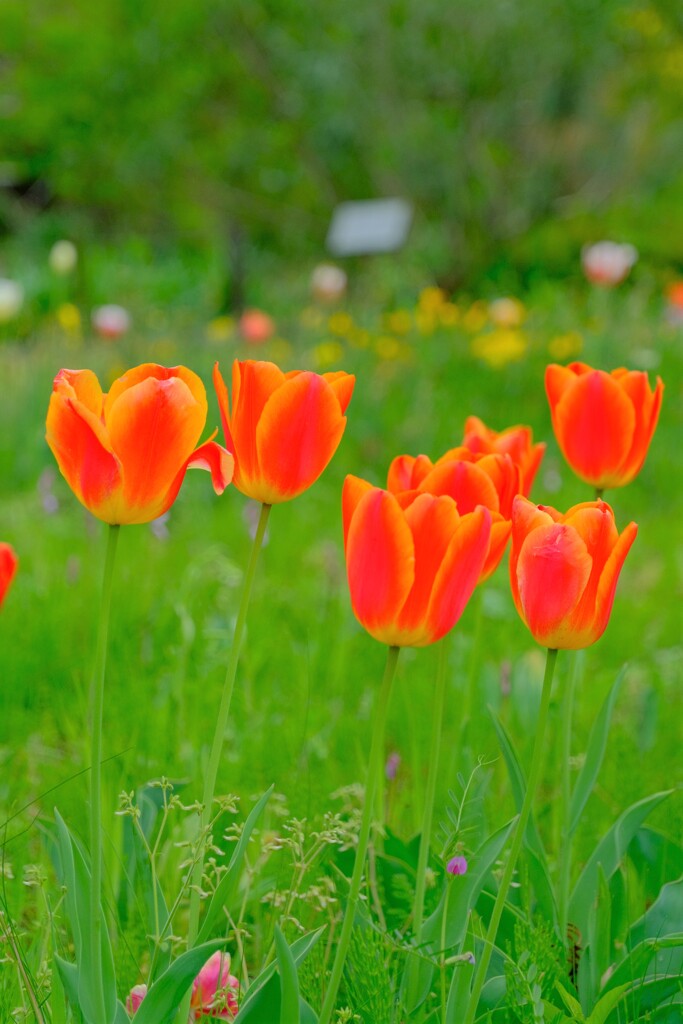 散歩の途中で。10