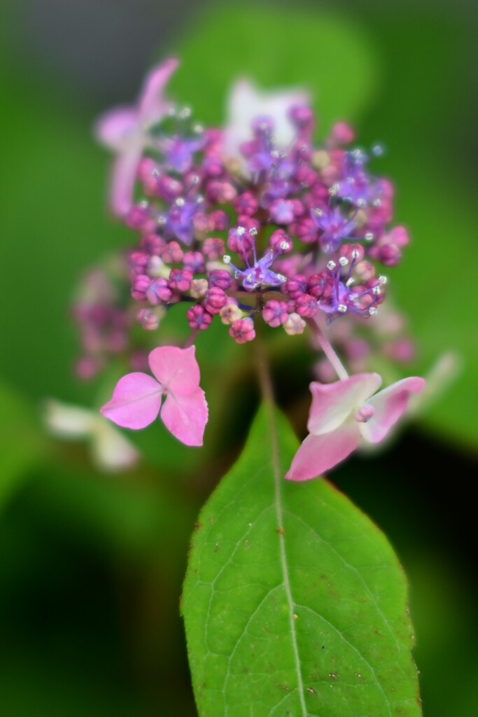 ヤマアジサイ（２）