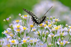 散歩の途中で。Ⅳ