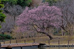 散歩の途中で。⑥