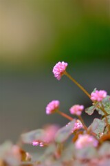 散歩の途中で。Ⅱ