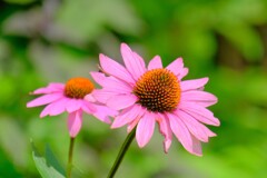 散歩の途中で。