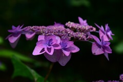 紫陽花（２）