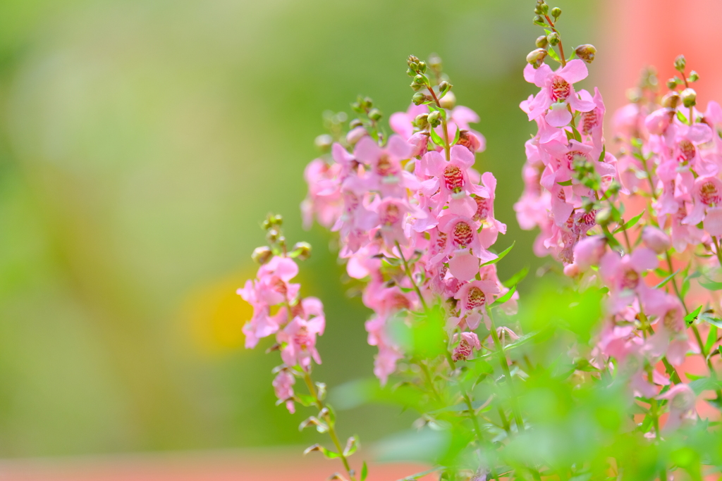 散歩の途中で。