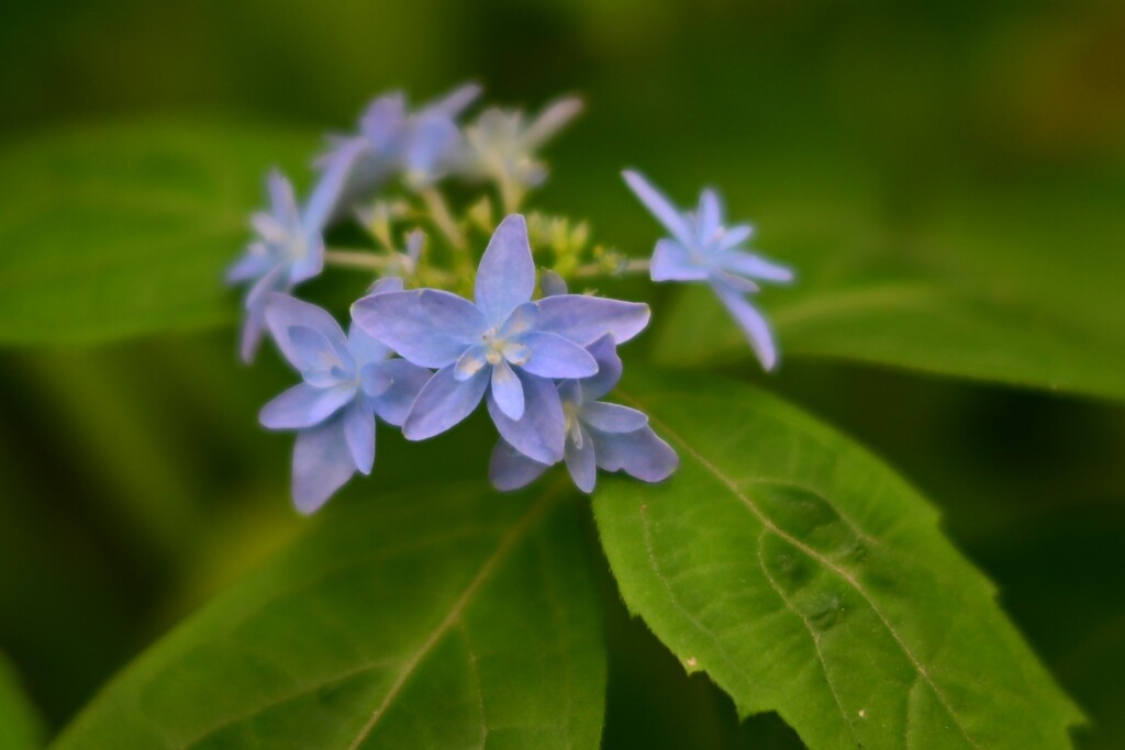 ヤマアジサイ（４）