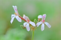 散歩の途中で。２