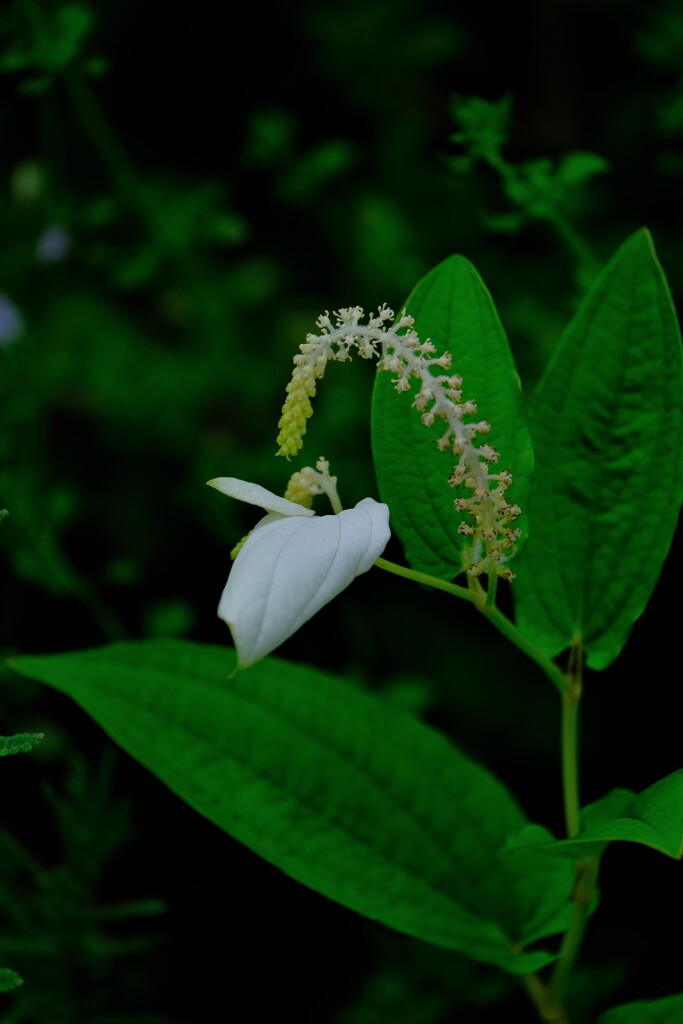 散歩の途中で。④