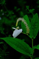 散歩の途中で。④