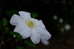 散歩の途中で。9